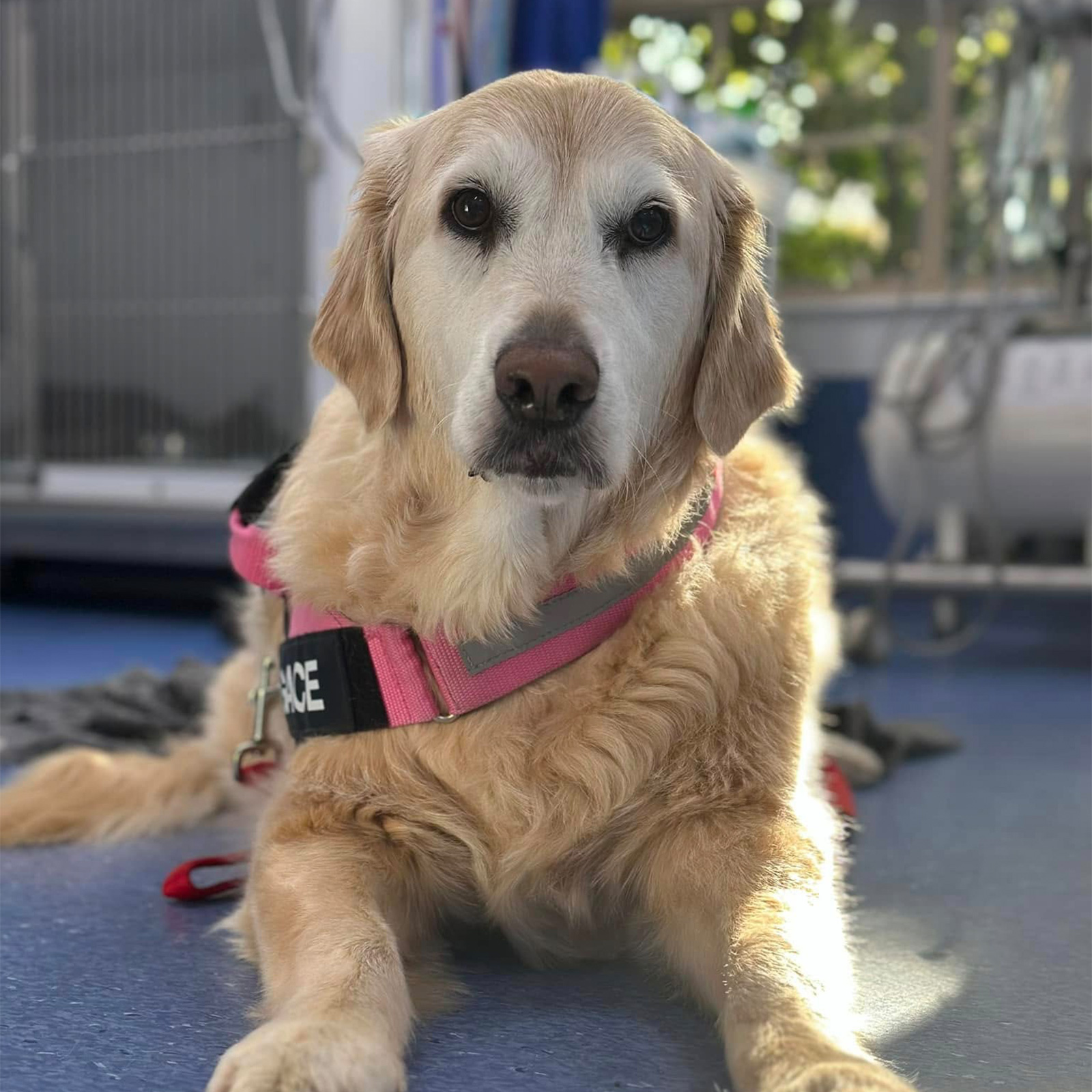 Lorn Veterinary Hospital - Pet Behaviour Consultations Maitland