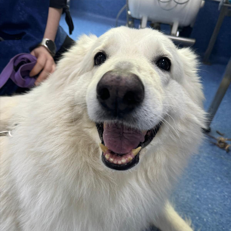 Lorn Vet Hospital - Vet Services - Urgent Care Clinic Maitland