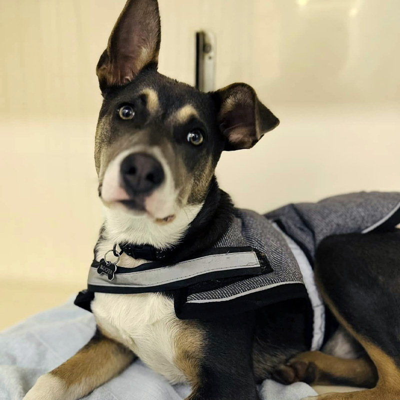 Lorn Vet Hospital Services - Orthopaedic Surgery