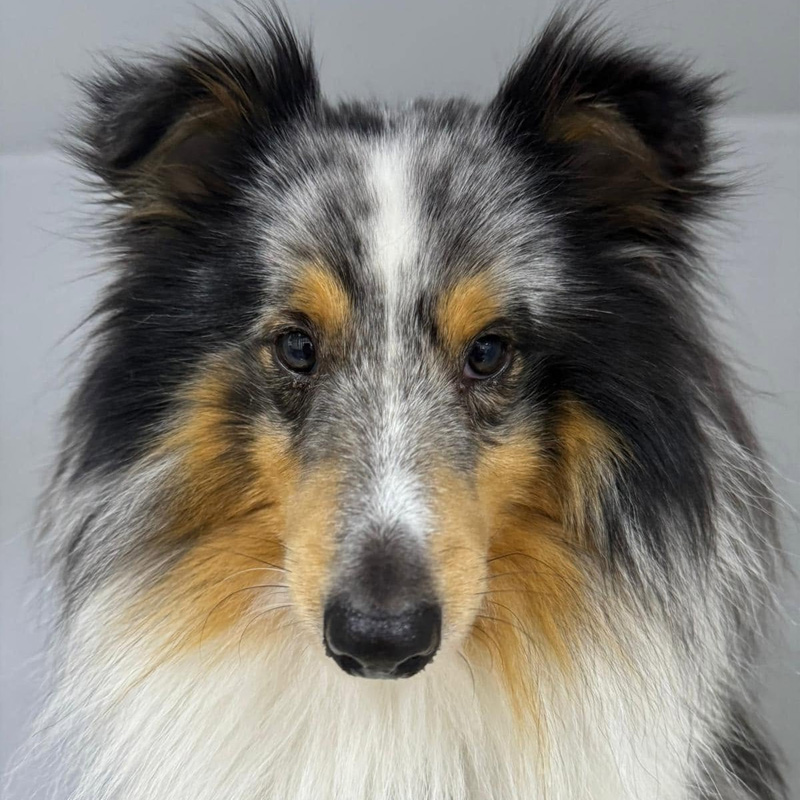 Lorn Vet Hospital Vet Services - Dermatology